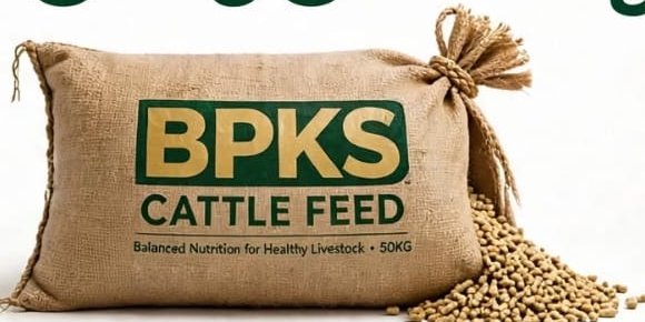 BPKS Cattle Feed 50 kg சாக்கு மூட்டை மற்றும் தீவன குருணைகள்
